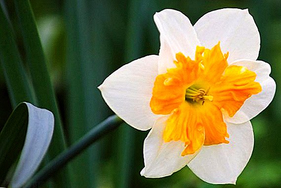 ફૂલો પછી daffodils કાળજી કેવી રીતે