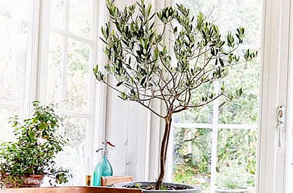 Si të kujdeseni për një pemë ulliri në shtëpi