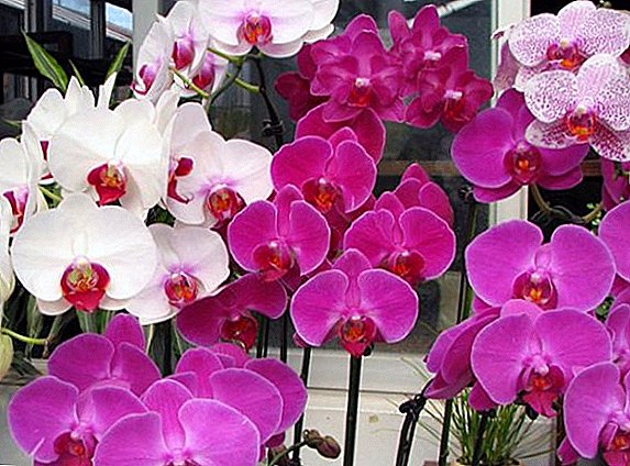 Mokhoa oa ho hlokomela phalaenopsis kapa orchid