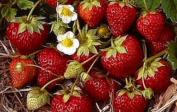 Olee otú iji lekọta remontant strawberries