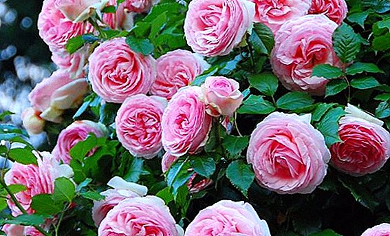 Otu esi elekọta Roses Pierre de Ronsard