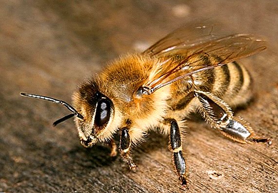 زنبور عسل چگونه کار می کند؟