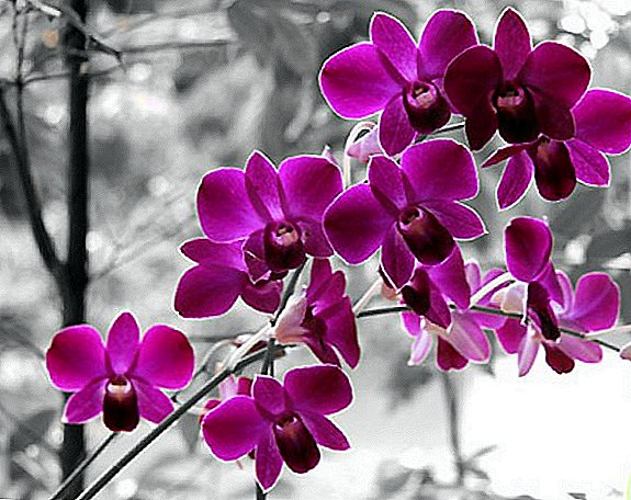 Kiel elekti poton por orkideoj