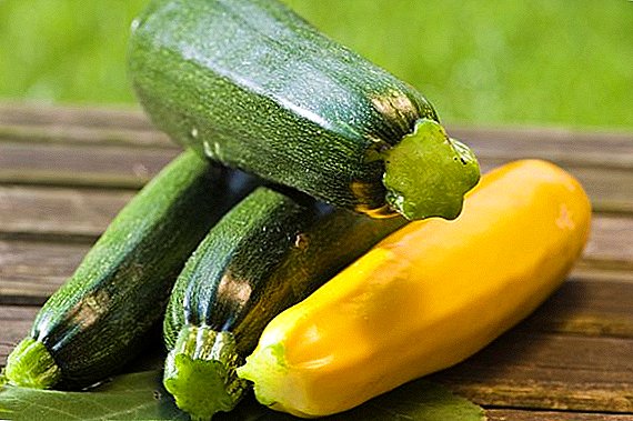 Kumaha milih siki zucchini pikeun penanaman di nagara