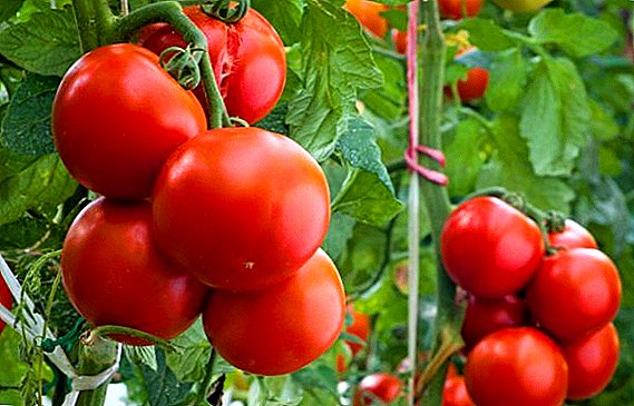 Kumaha milih tomat pikeun tumuwuh?