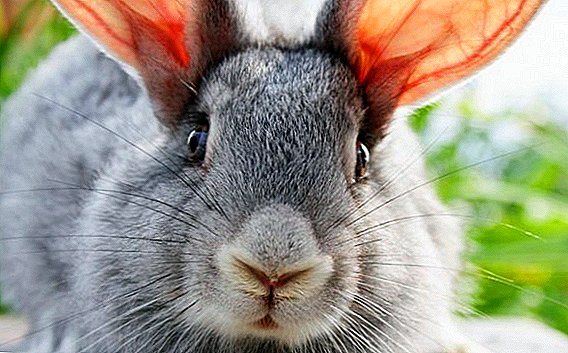 Како зајаците гледаат и која боја се очите