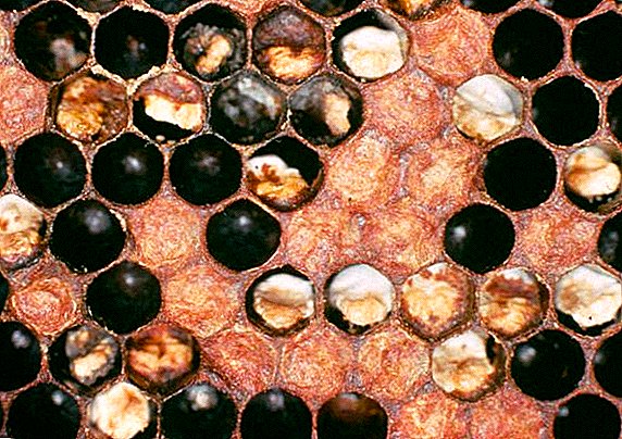 Como curar a askosferose nas abellas