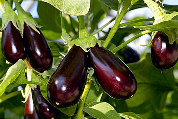 Cara ngobati penyakit eggplant