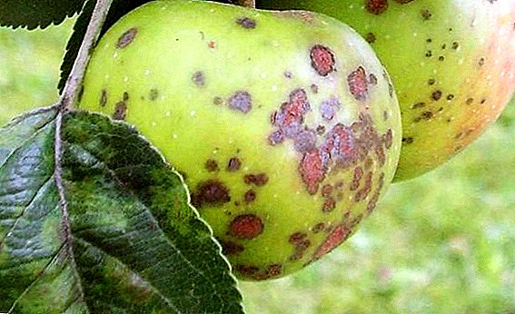 Hoe om appelbome te genees van siektes, effektiewe metodes