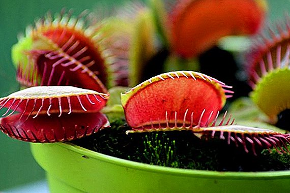 တစ်ဦး venus flytrap အမျိုးအနွယ်ကိုကြီးထွားဖို့ဘယ်လိုနေသလဲ?