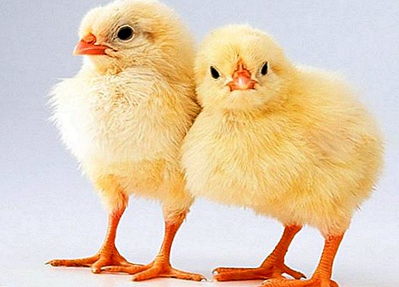 چگونه مرغ جوجه های گوشتی را در خانه افزایش دهیم
