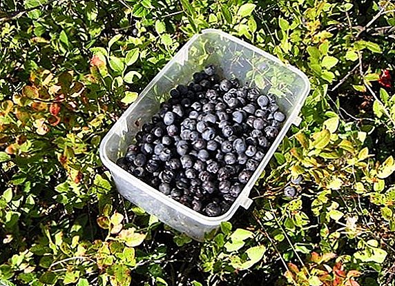 ວິທີການປູກ blueberries: ຄໍາແນະນໍາທີ່ດີທີ່ສຸດກ່ຽວກັບການປູກແລະການດູແລ