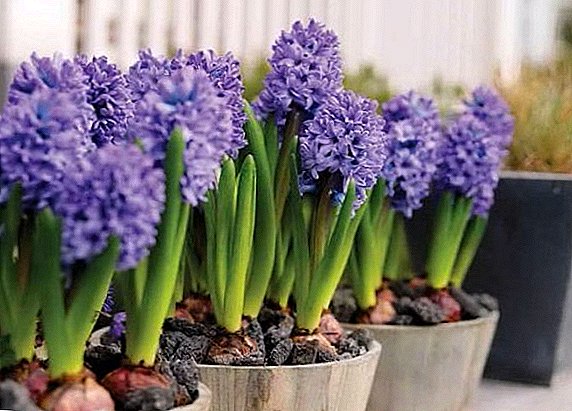 Conas hyacinth a fhás ag an dacha