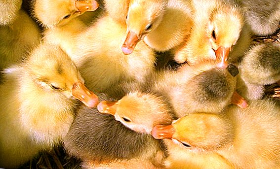 Inkubatorda goslings qanday o'sadi