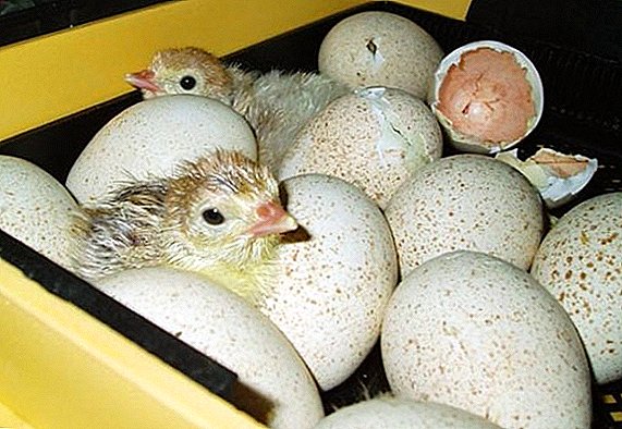 Cara kanggo tuwuh poults turki ing inkubator