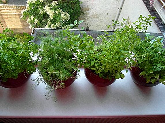 Como cultivar cilantro no peirao da ventá, consellos para plantar e coidar unha planta en casa