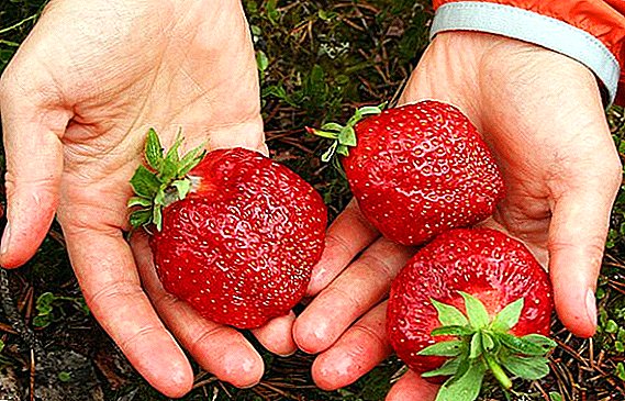 Paano lumago ang mga strawberry mula sa binhi: trick ng bansa