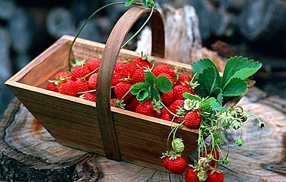 Yadda zaka shuka strawberries a gida