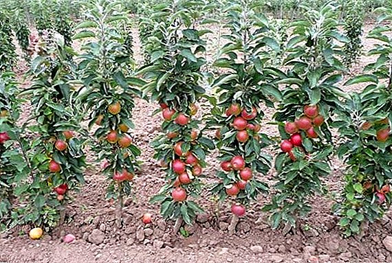 اپنے باغ میں کالر سیب کیسے بڑھاؤ