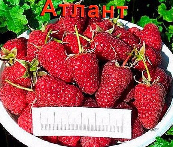 ວິທີການຂະຫຍາຍຕົວຫມາກໄມ້ raspberry ຂະຫນາດໃຫຍ່ "Atlant"