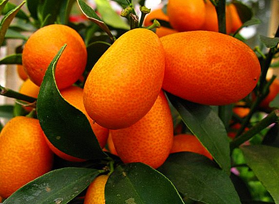 តើធ្វើដូចម្តេចដើម្បីដុះលូតលាស់ kumquat នៅផ្ទះមួយ