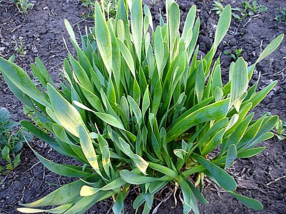 Allium nutans өстүрүү үчүн: отургузуу жана сактоо эрежелерин