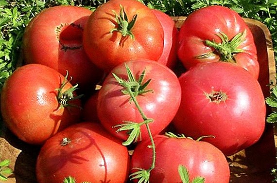 باغ میں ٹماٹر کے لئے پودے لگانا اور دیکھ بھال "راسبیری وشال" کیسے بڑھاؤ