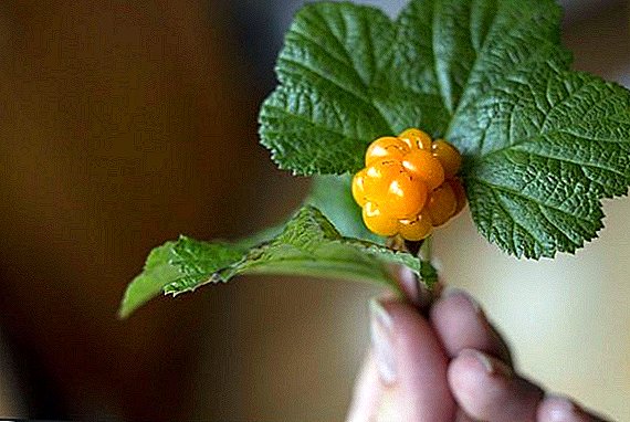 কিভাবে Cloudberries হত্তয়া: রোপণ এবং যত্ন নিয়ম
