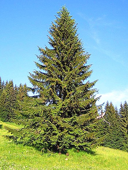 Kòman ou ka grandi òdinè Spruce, plante Evergreen pye bwa nan dacha la