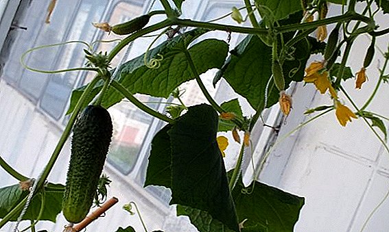 Hoe om komkommers op die vensterbank te groei in die winter