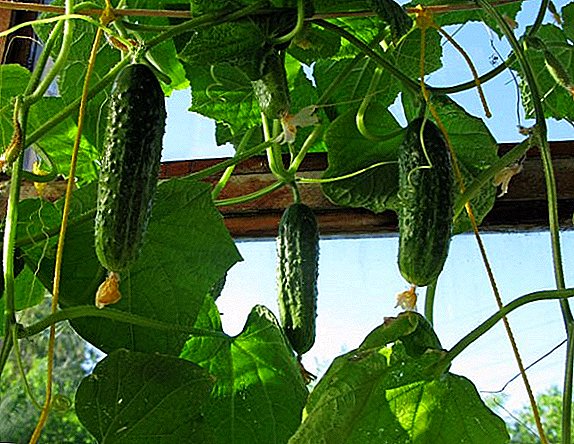 Cara kanggo tuwuh cucumbers ing loteng: langkah demi langkah instruction