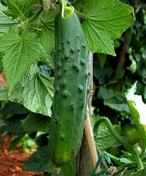 Sa unsa nga paagi sa pagtubo sa usa ka kakompetensya cucumber: labing maayo nga tips