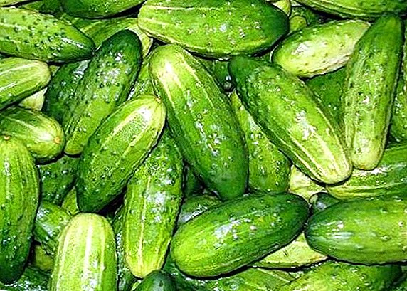 Esi na-eto cucumber "Nezhinsky": Atụmatụ agronomists