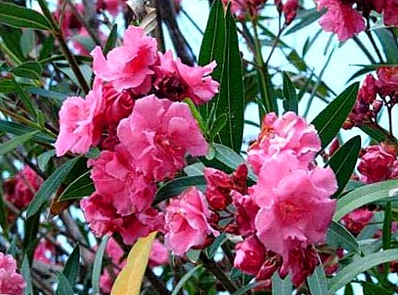Kif tikber oleander fid-dar tiegħek