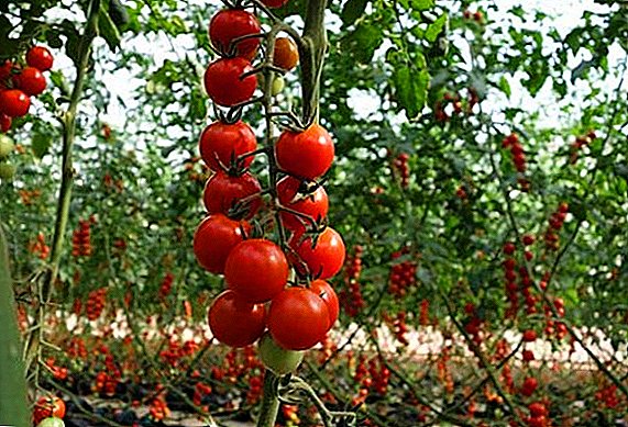 Ut crescere usque ad cerasus tomatoes in aperto agro