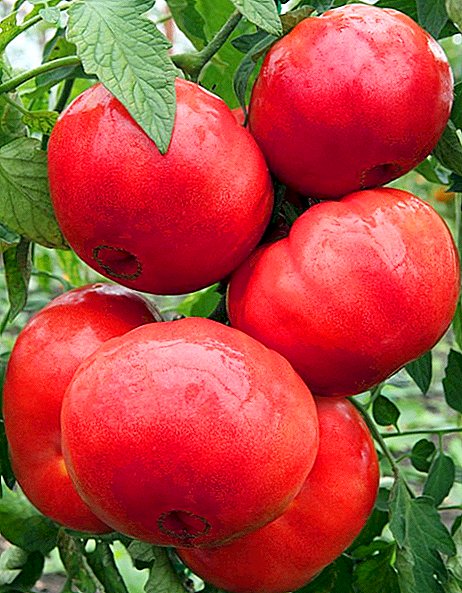 Kiel kultivi tomatojn "Purpuran Miraklon"