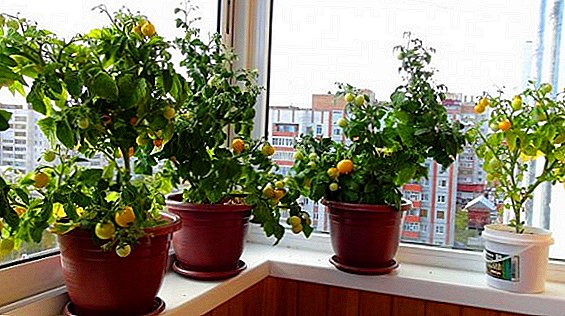 Ut crescere fraga est in windowsill: germen plantationis tomatoes, et cura domestica