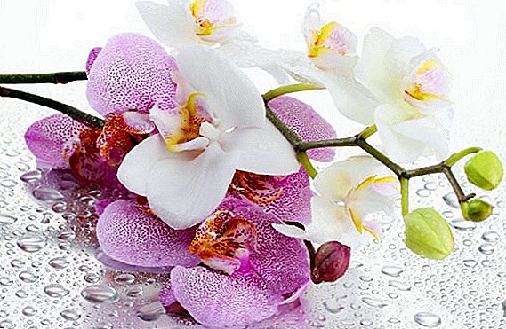 Nola hazten etxean Orchid lore ederrak