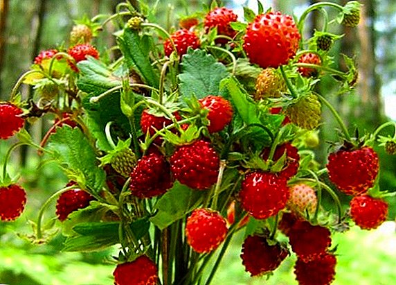 Carane tuwuh tunas saka strawberries Garden saka winih
