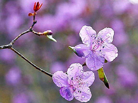 Yuav ua li cas loj hlob Daurian rhododendron nyob rau hauv koj lub vaj