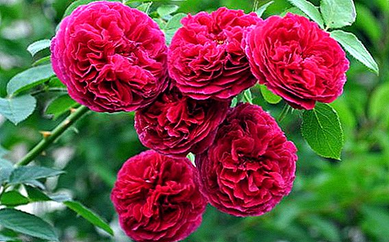 Cara kanggo tuwuh mawar "Falstaff" ing wilayah kasebut
