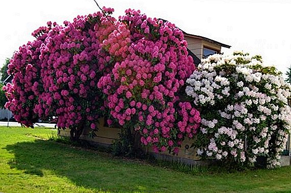 Otu esi eto osisi rose (rhododendron) na ihu igwe Urals
