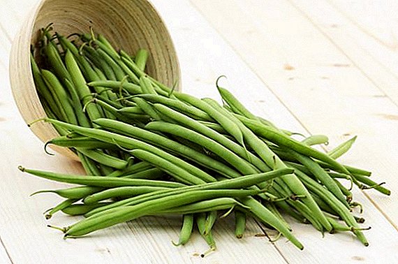 როგორ იზრდება asparagus ლობიო ქვეყანაში