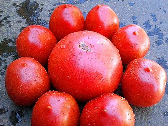 Kumaha tumuwuh tomat "De Barao" di kebon anjeun