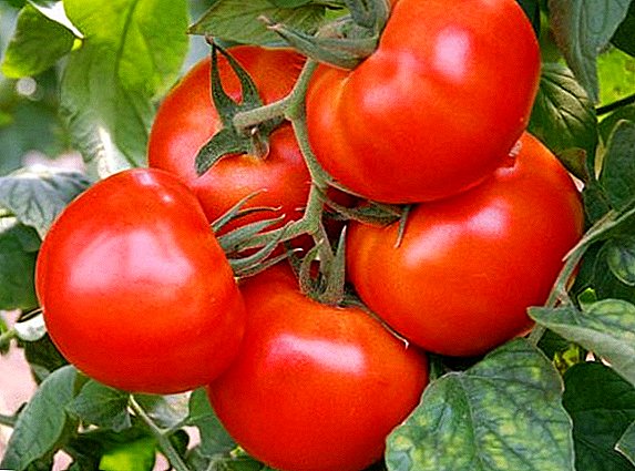 Kumaha tumuwuh tomat "Cardinal" di wewengkon maranéhanana