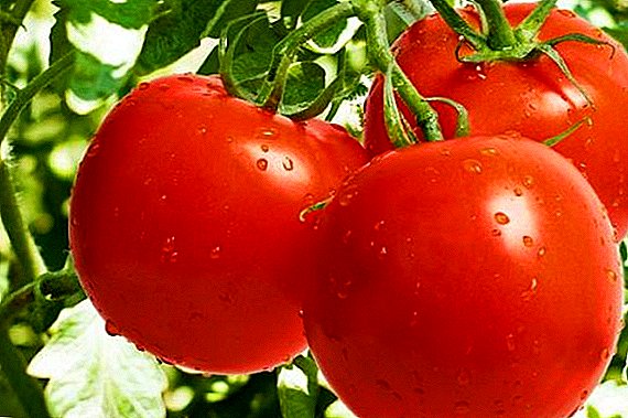 ٹماٹر کیسے بڑھنا "لٹل ریڈ رائڈنگ ہڈ"