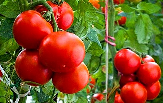 Како да се одгледуваат домати "Спасскаја кула" на креветот на домот