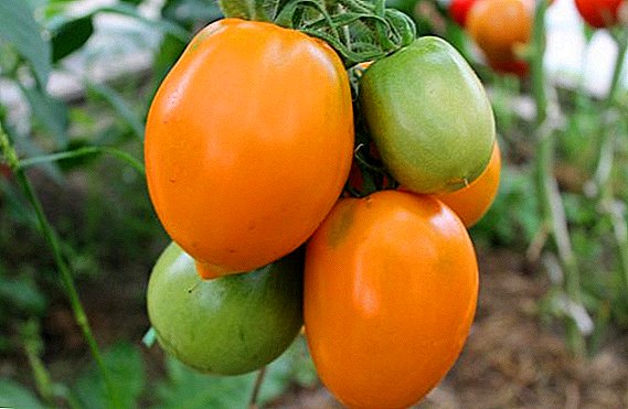 Sut i dyfu tomatos "Golden Heart": y rheolau ar gyfer plannu eginblanhigion a gofal yn y cae agored