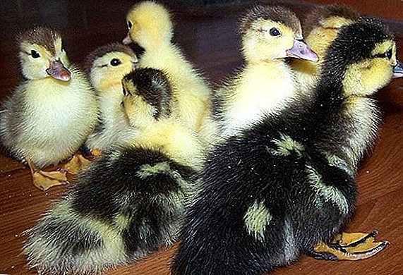 Cara ngunggah ducklings ing inkubator