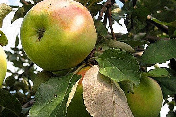 မိမိဥယျာဉ်ထဲမှာ "Sinap Orlowski" ပန်းသီးမျိုးပေါင်းကြီးထွားဖို့ကိုဘယ်လို